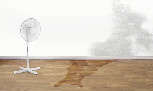 Best Carpet water damage restoration  in Moosic, PA